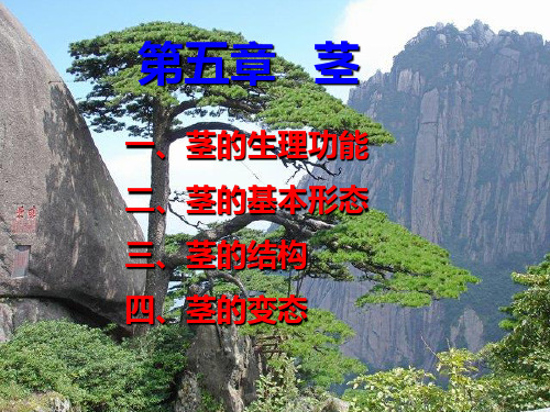 《植物学》茎PPT课件