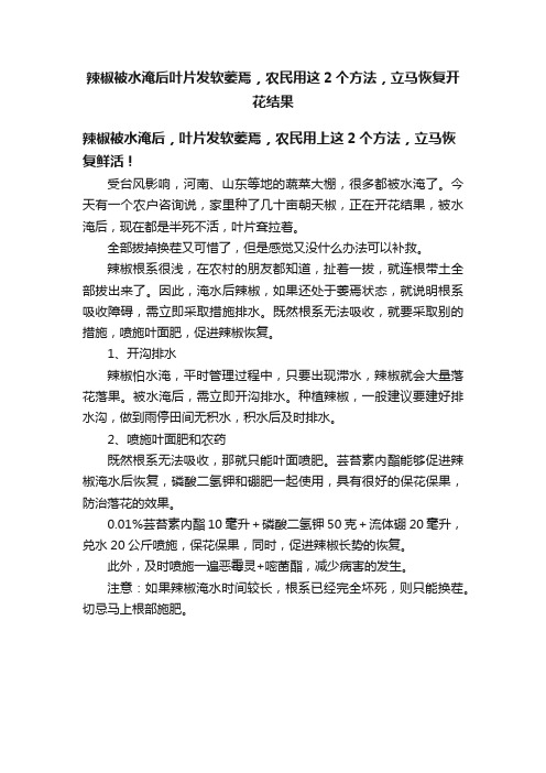 辣椒被水淹后叶片发软萎焉，农民用这2个方法，立马恢复开花结果