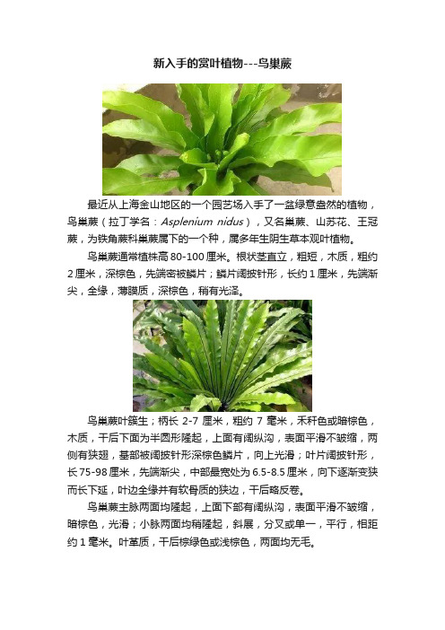 新入手的赏叶植物---鸟巢蕨