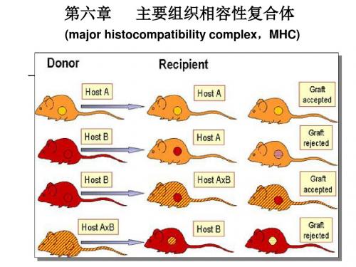 微生物学第六章   主要组织相容性复合体