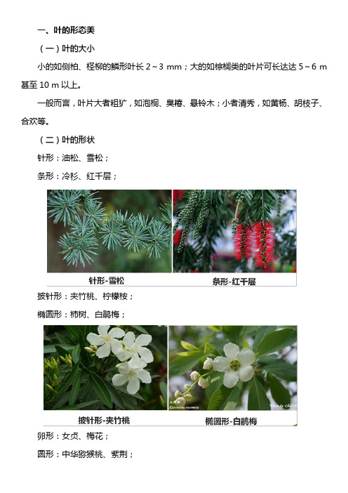  园林植物其他各部分的形态