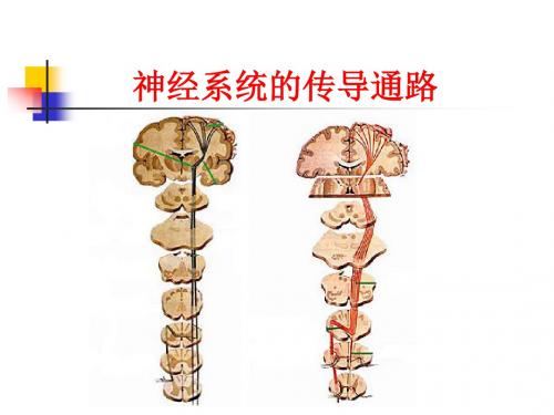 神经系统的传导通路