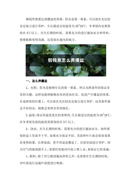 铜钱草怎么养爆盆,怎么养比较茂盛