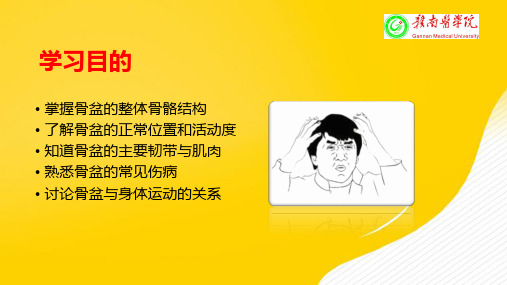 骨盆功能解剖-优秀PPT文档