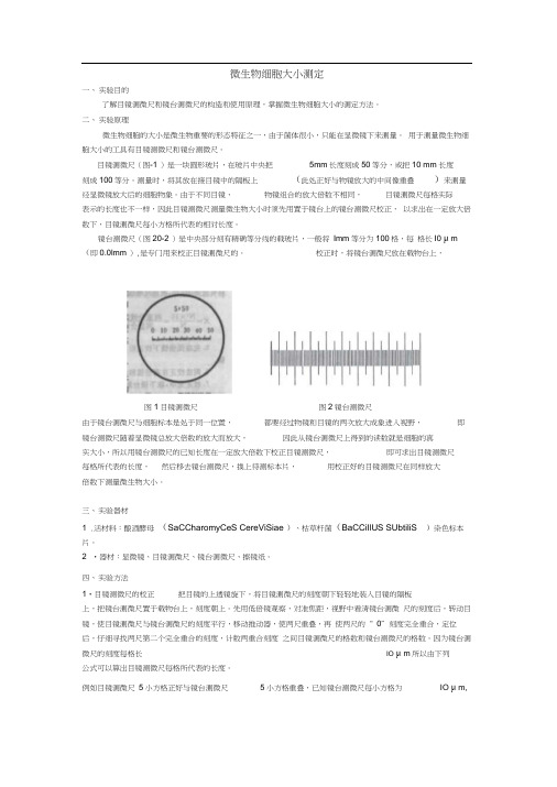 微生物细胞大小的测定方法