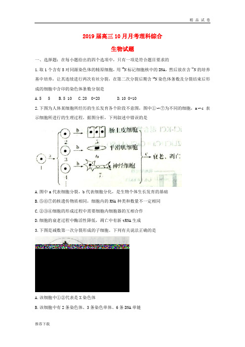 2019届高三生物10月月考试题 人教 新版