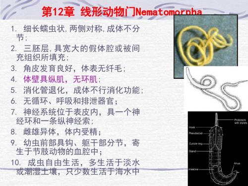 12-17线形-曳鳃-文档资料