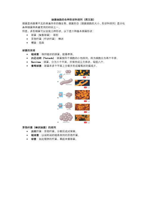 细菌细胞的各种形状和排列