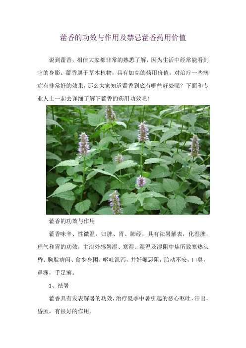 藿香的功效与作用及禁忌 藿香药用价值