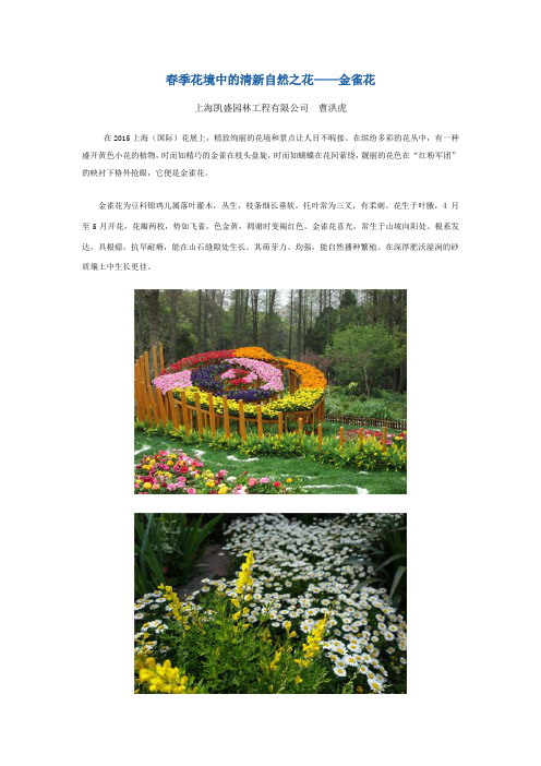 春季花境中的清新自然之花——金雀花