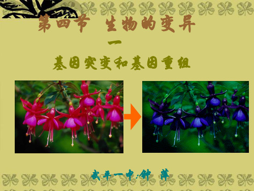 高二生物必修第二册第六章第四节生物的变异(基因突变)