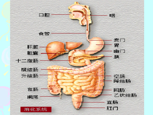 生理学-消化与吸收PPT课件