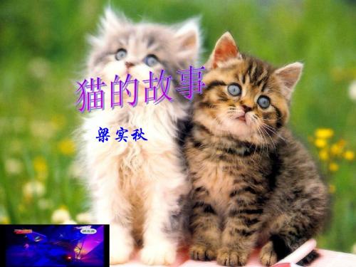 初中语文《猫的故事》(共10张)ppt2