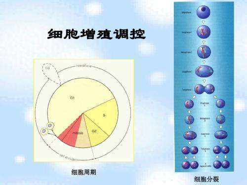 14细胞增殖调控