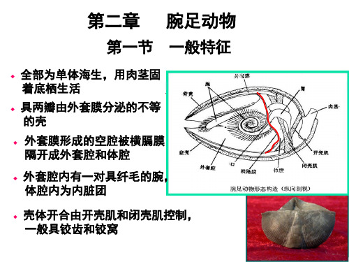 第二章   腕足动物