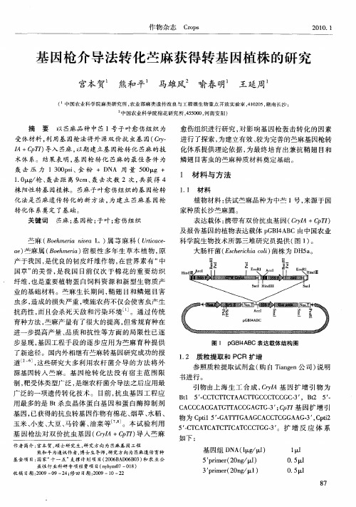 基因枪介导法转化苎麻获得转基因植株的研究