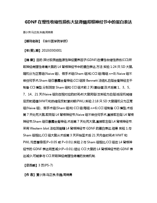 GDNF在慢性收缩性损伤大鼠脊髓背根神经节中的蛋白表达