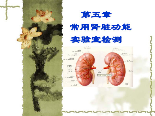 实验诊断学-常用肾脏功能实验室检测