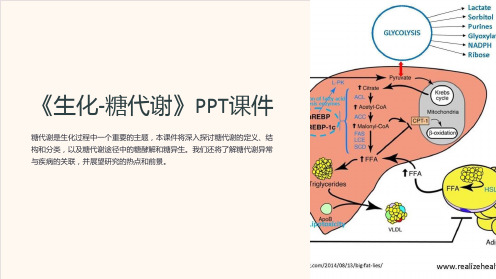 《生化-糖代谢》课件