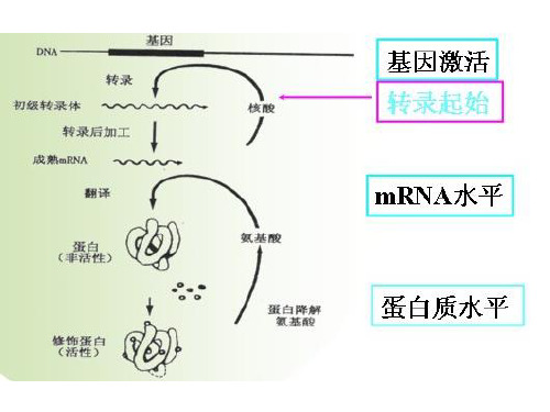 克隆基因的表达