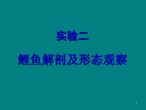 鲫鱼解剖和观察