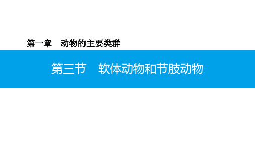 5.1.3 第1课时 软体动物-2020年秋人教版八年级上册生物课件(共20张PPT)