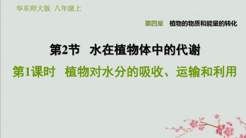 八年级科学上册第4章2水在植物中的代谢1植物对水分的吸收运输和利用习题课件华东师大版