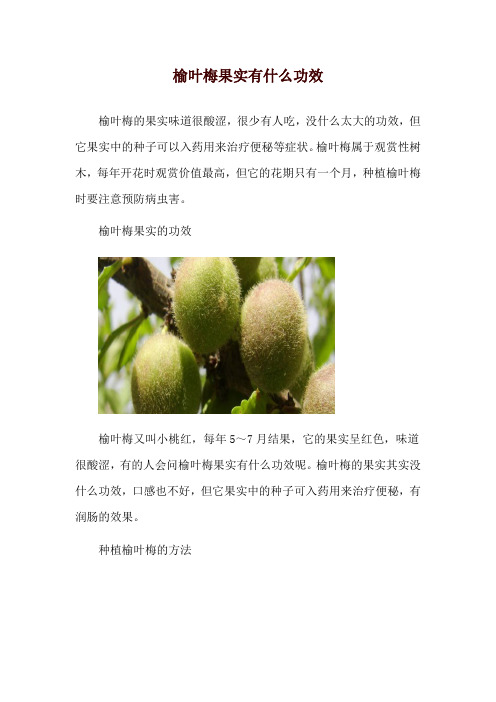 榆叶梅果实有什么功效