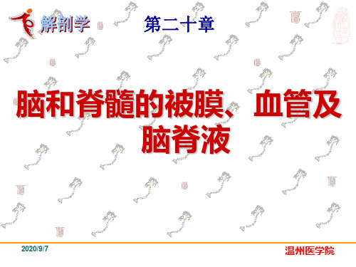 《系统解剖学》教学课件：25脑、脊髓血管被膜1