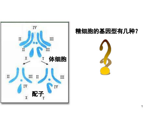 减数分裂识图辨别(课堂PPT)