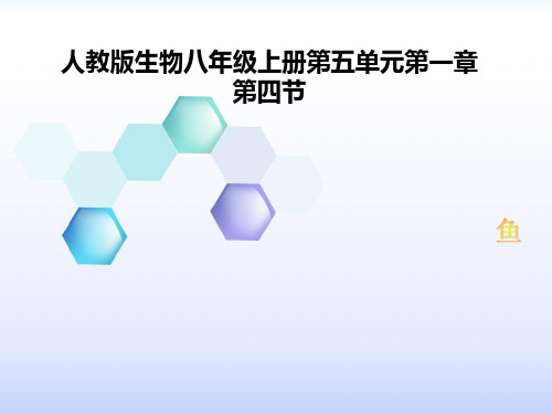 初中生物  人教版生物八年级上册5.1.4鱼精品课件