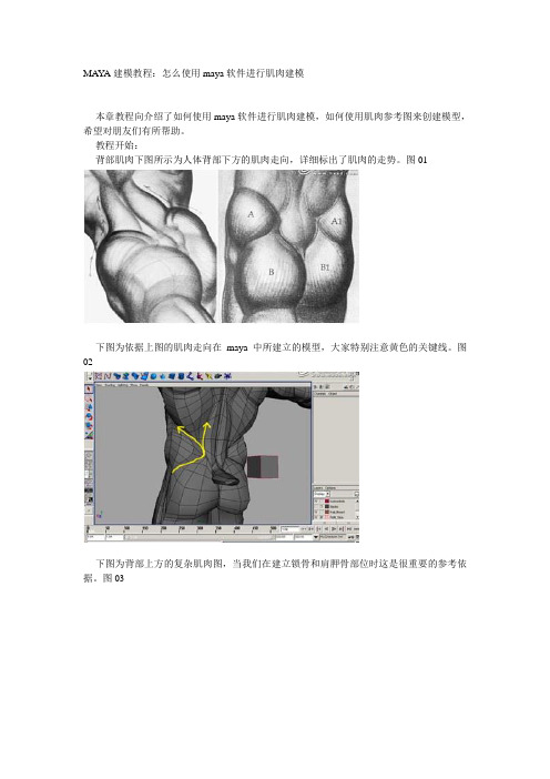 MAYA建模教程：怎么使用maya软件进行肌肉建模