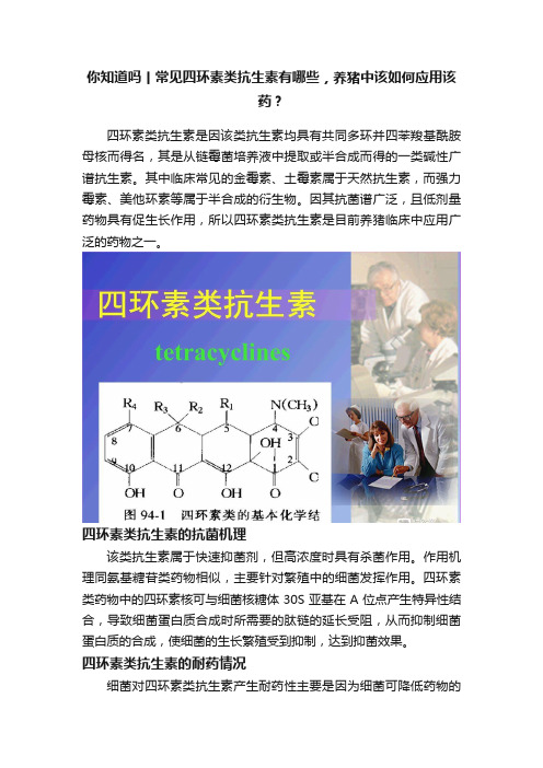 你知道吗丨常见四环素类抗生素有哪些，养猪中该如何应用该药？