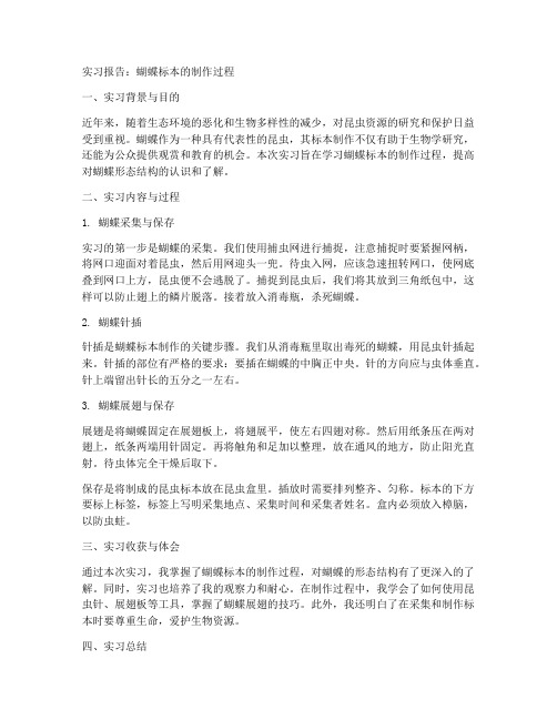 蝴蝶标本的制作过程实习报告