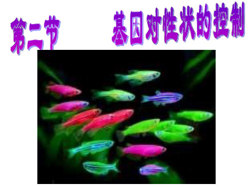 高中生物《基因对性状的控制1(1)》优质教学课件