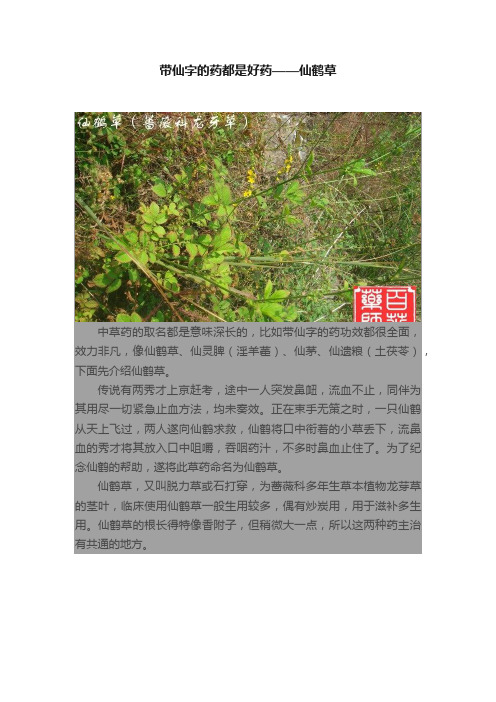 带仙字的药都是好药——仙鹤草