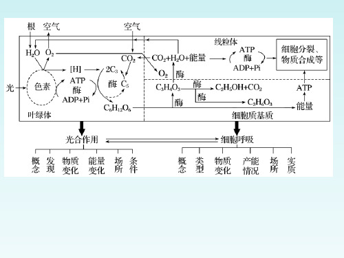 【课件】细胞呼吸的原理和应用课件2022-2023学年高一上学期生物人教版必修1