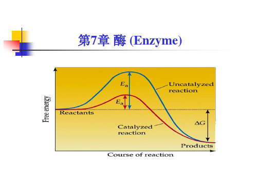 考研科目动物生物化学    酶