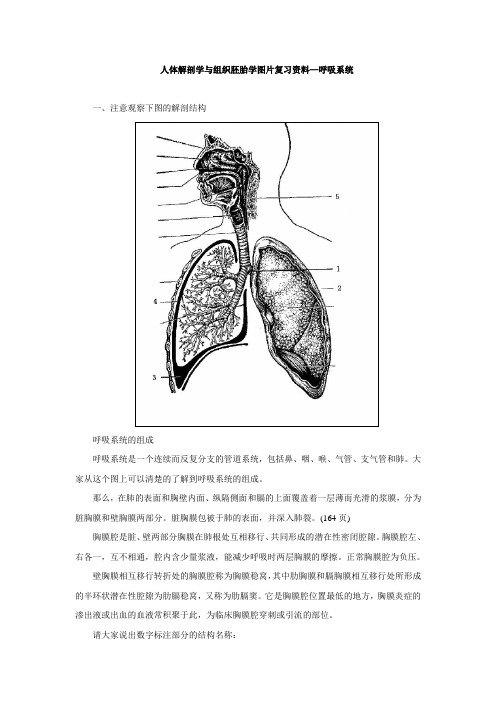 人体解剖学与组织胚胎学图片复习资料—呼吸系统