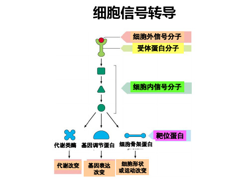 医学分子生物学第六章_信号转导