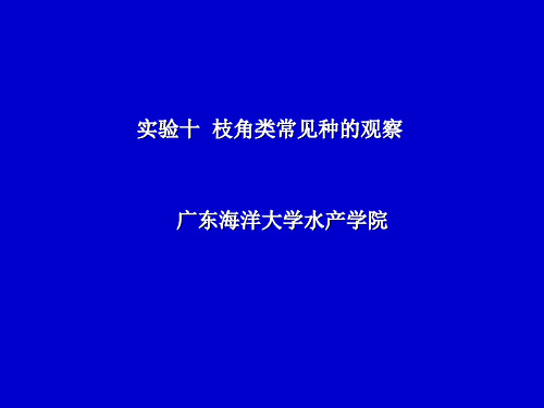 大学课件水生生物学实验十  枝角类常见种的观察