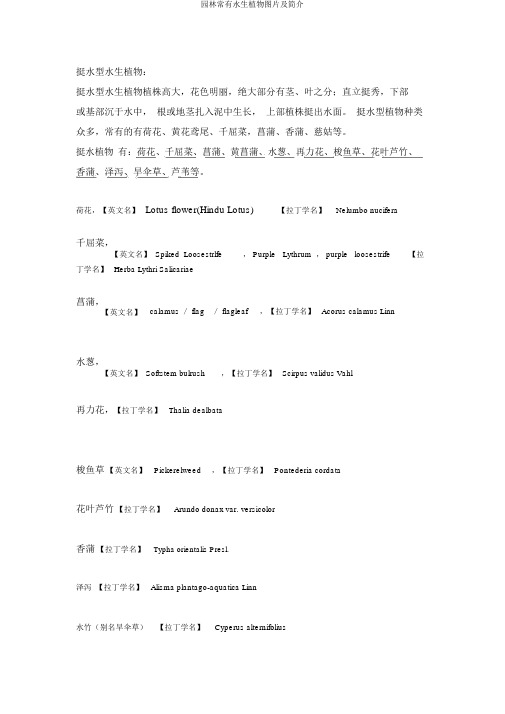 园林常见水生植物图片及简介