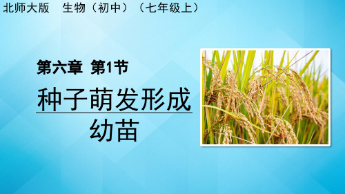 2023-2024学年北师大版生物 七年级上册 第6章  绿色开花植物的生活史