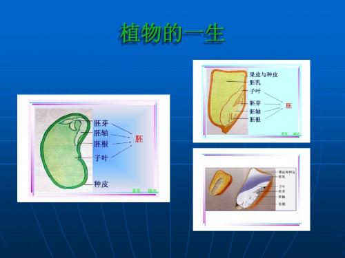 七年级植物的一生课件