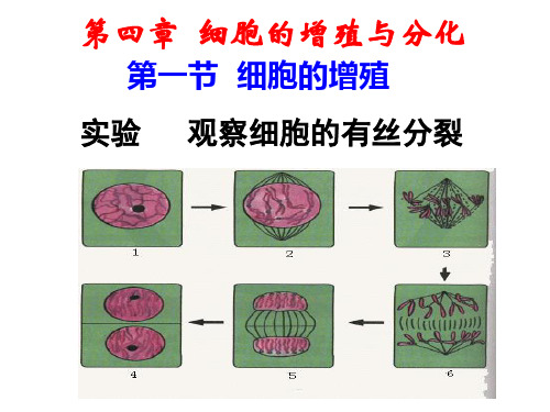 浙科版生物必修一 第四章  细胞的增殖与分化 第一节  细胞的增殖 实验   课件  (共16张PPT)