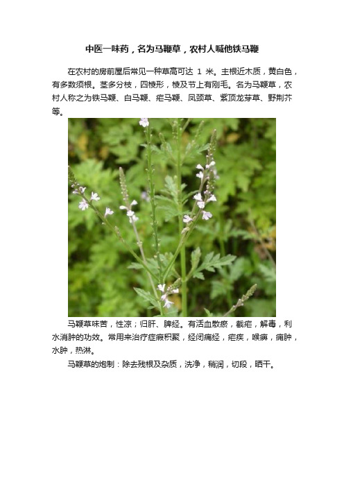 中医一味药，名为马鞭草，农村人喊他铁马鞭