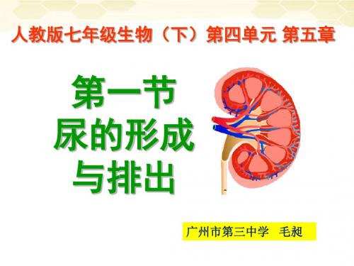 5.1尿的形成与排出(上课使用)