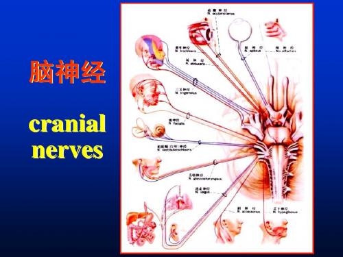 解剖第七课脑神经、脑干