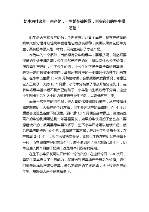 奶牛为什么能一直产奶，一生都在被榨取，其实它们的牛生很悲催！