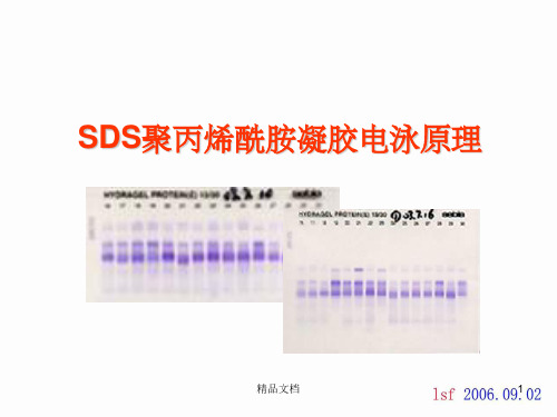 SDS-PAGE(SDS聚丙烯酰胺凝胶电泳)原理